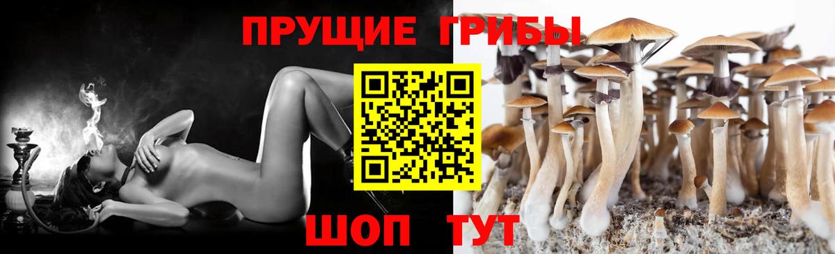 Галлюциногенные грибы Cubensis  Вход с VPN  Краснознаменск 